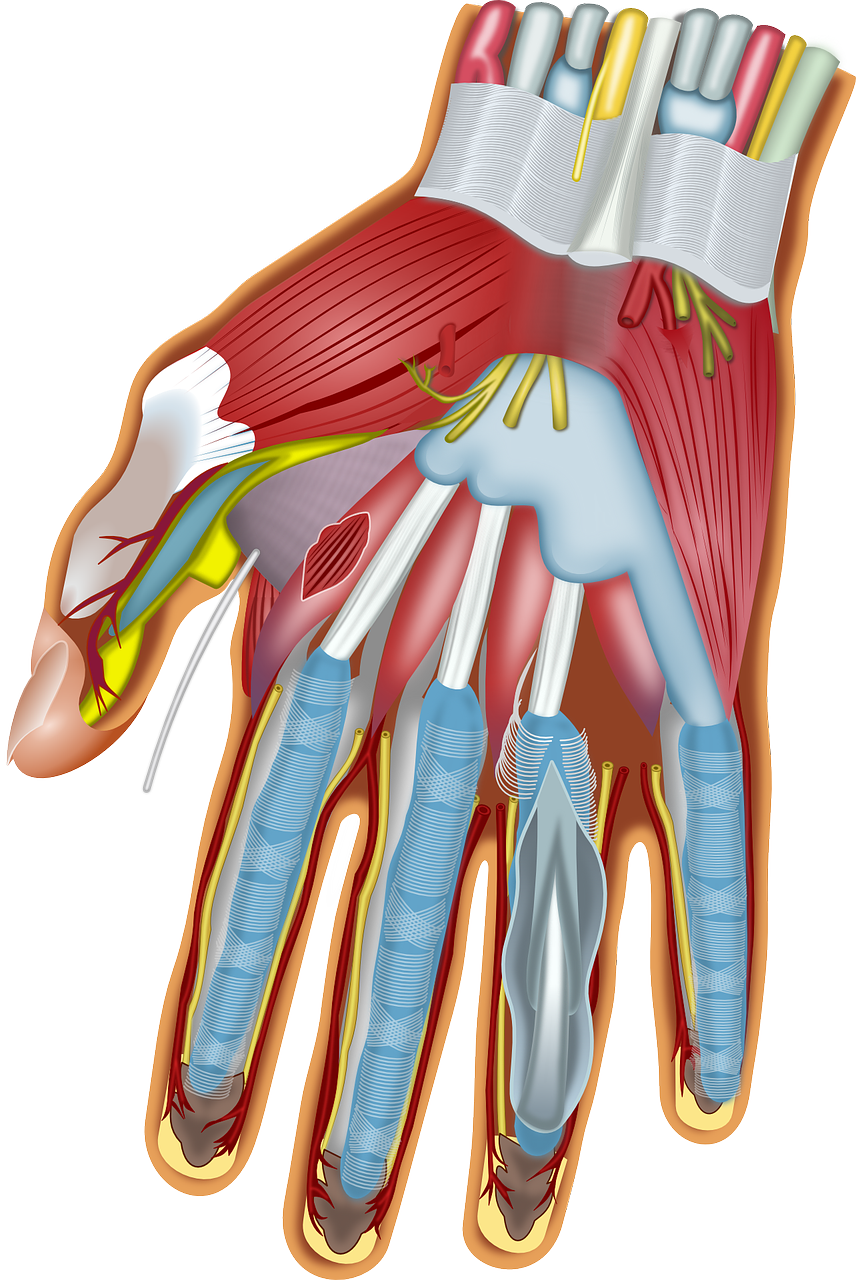 finger, hand, anatomy-161856.jpg